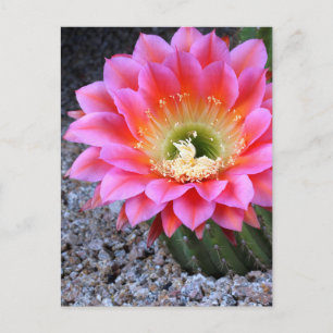 Postal Pop de cactus rosados