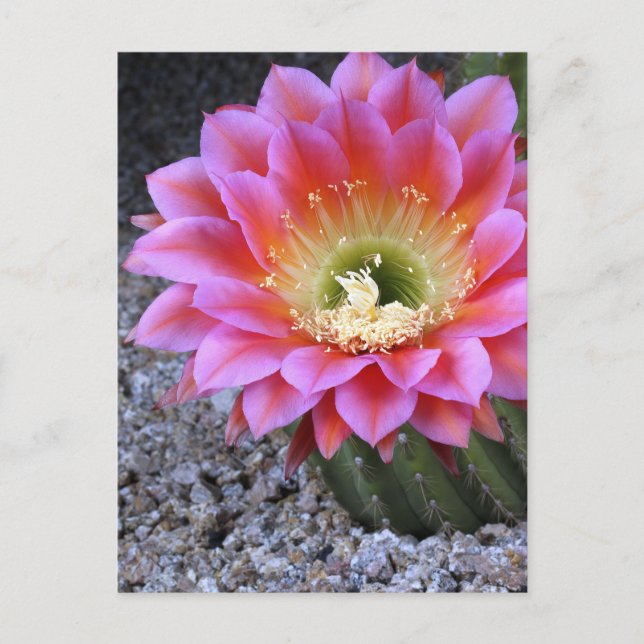 Postal Pop de cactus rosados (Anverso)