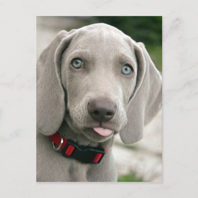 Postal Popa adorable weimaraner (Anverso)