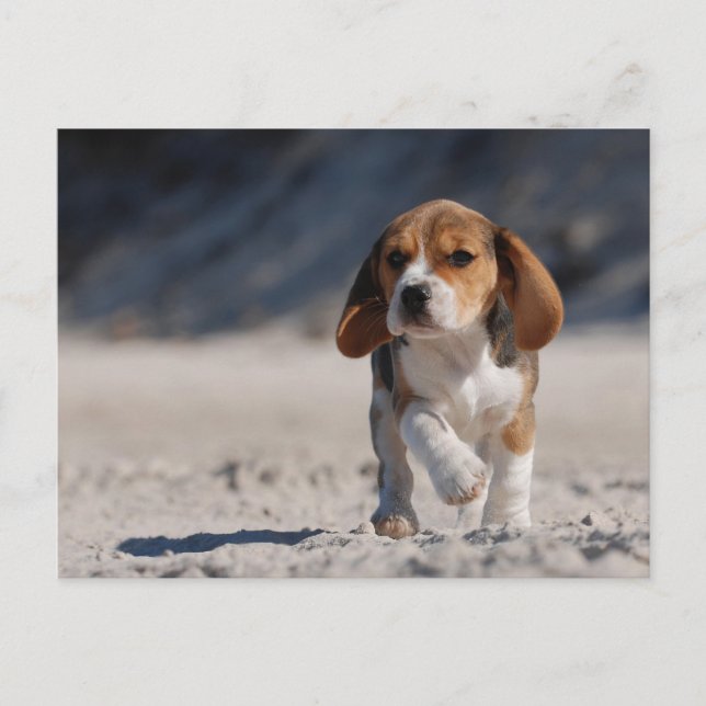 Postal Popa beagle (Anverso)