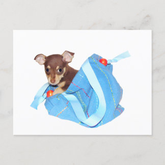 Postal Popa chihuahua