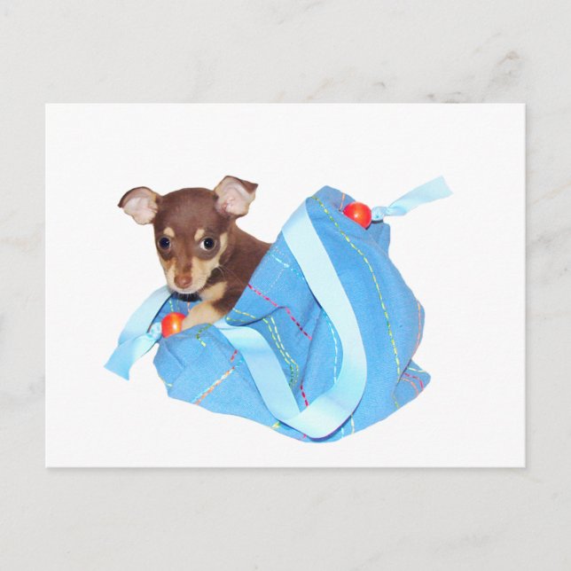 Postal Popa chihuahua (Anverso)