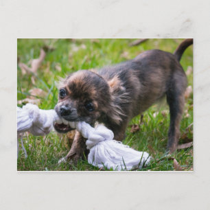 Postal Popa chihuahua