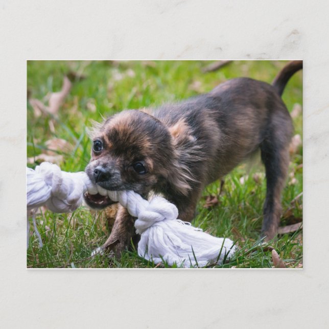 Postal Popa chihuahua (Anverso)