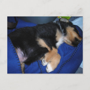 Postal Popa dormida