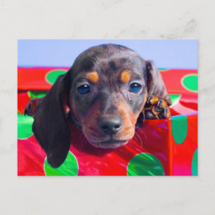 Postal Popal de Dachshund en caja de regalo