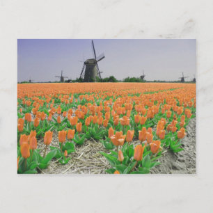 Postal Popart Windmills Naranja Tulips Postcard