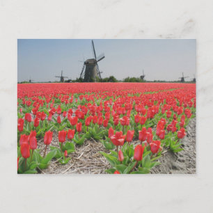 Postal Popart Windmills Red Tulips Postcard