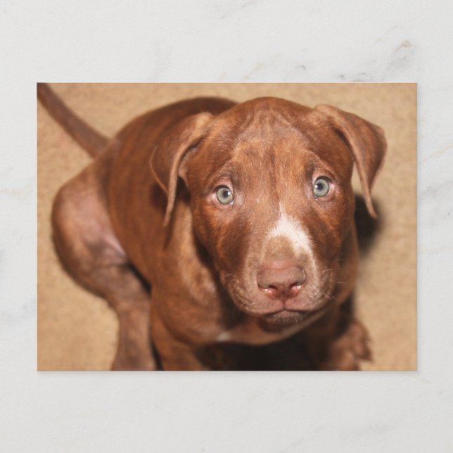 Postal Popo solitario (Anverso)