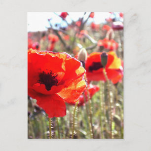 Postal Poppies