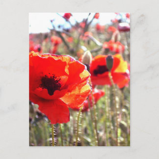 Postal Poppies