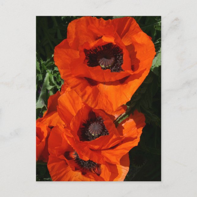 Postal Poppies (Anverso)