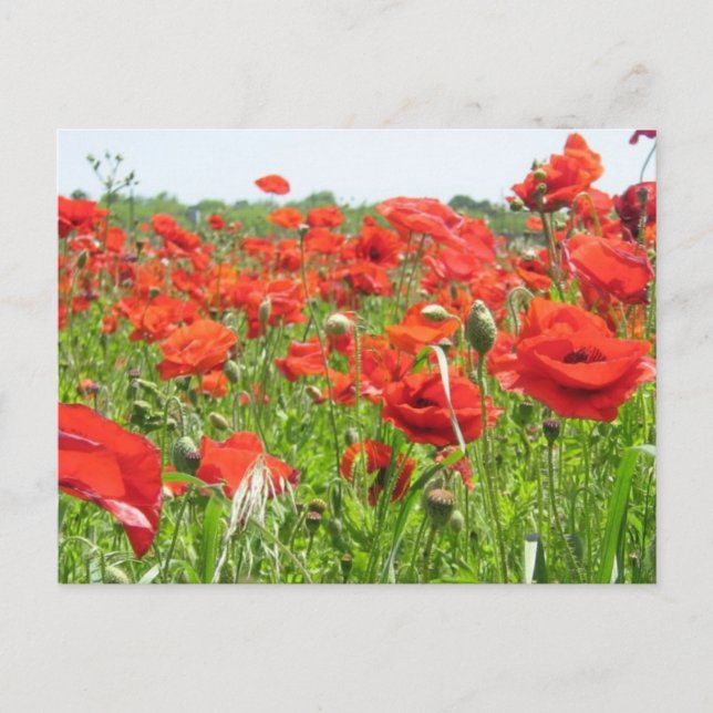 Postal Poppies (Anverso)