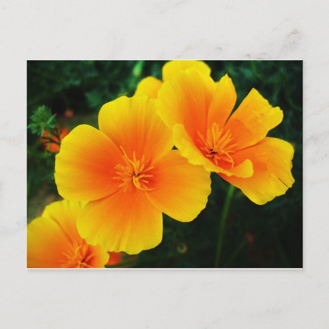 Postal Poppies (Anverso)
