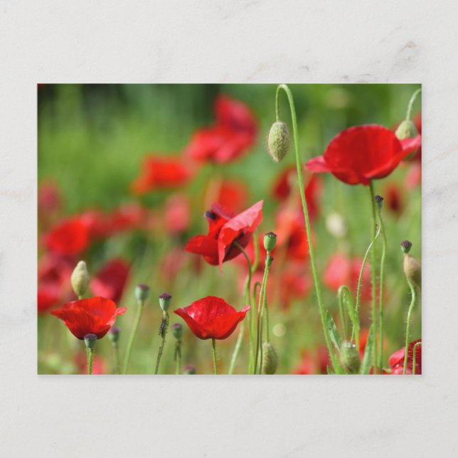 Postal Poppies (Anverso)