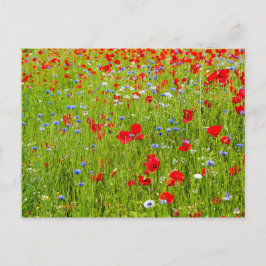 Postal Poppies