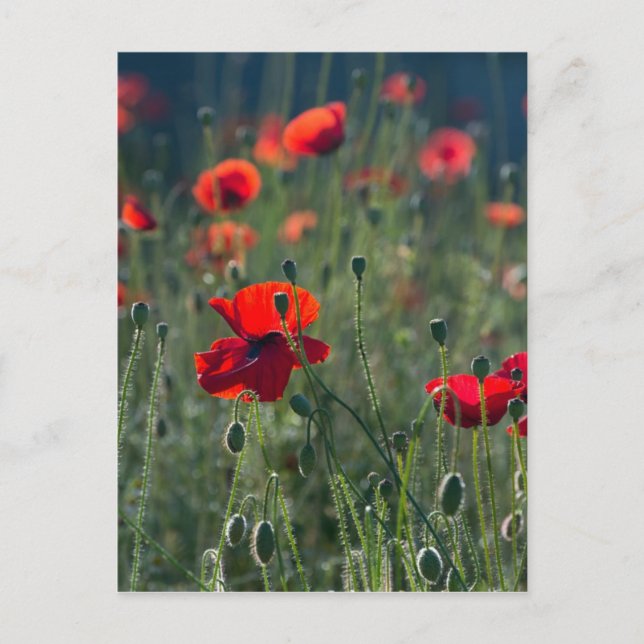 Postal Poppies (Anverso)