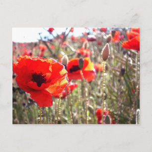 Postal Poppies