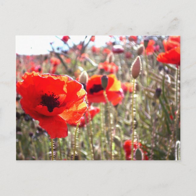 Postal Poppies (Anverso)