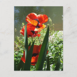 Postal Poppies