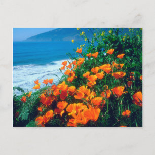 Postal Poppies along the Pacific Coast near Big Sur