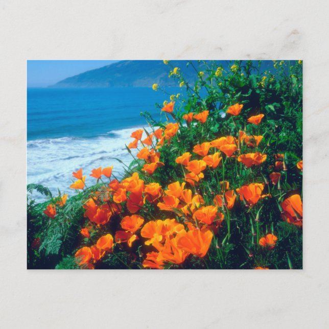Postal Poppies along the Pacific Coast near Big Sur (Anverso)