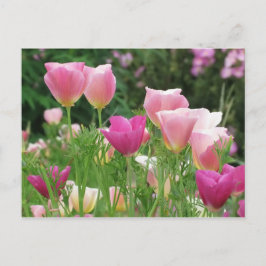 Postal Poppies californianos rosados