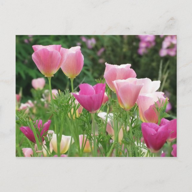Postal Poppies californianos rosados (Anverso)
