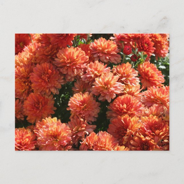 Postal Poppies I (Anverso)