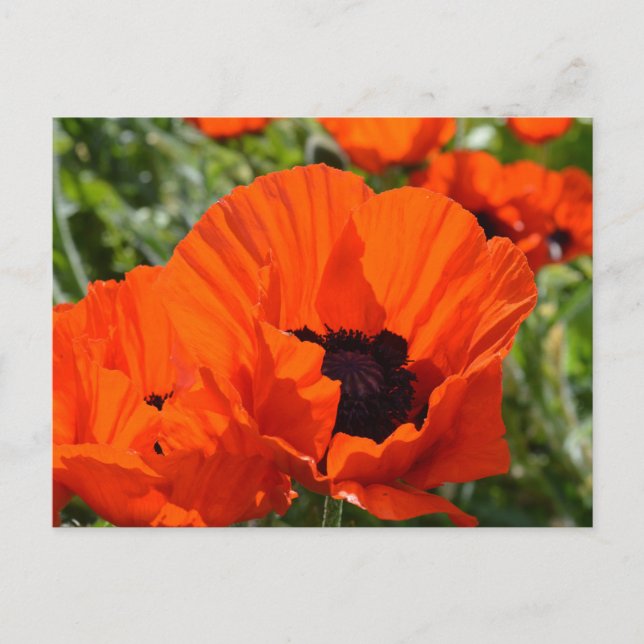 Postal Poppies orientales (Papaver orientale) (Anverso)