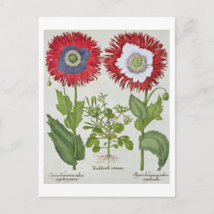 Postal Poppies ornamentales, de la "etistettensis de Hort