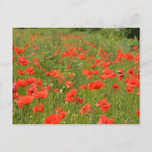 Postal Poppies rojos en el campo