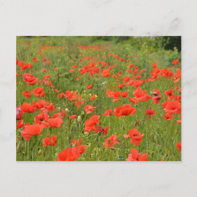 Postal Poppies rojos en el campo (Anverso)