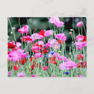 Postal Poppies rojos y rosados