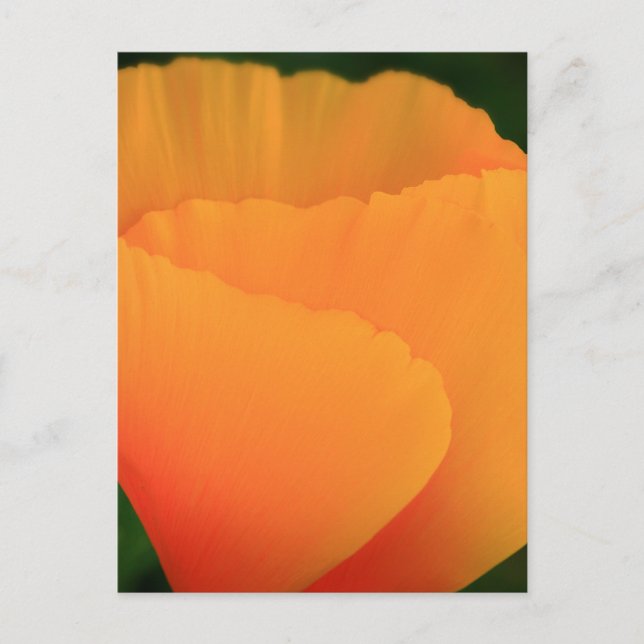 Postal Poppy de California (Anverso)