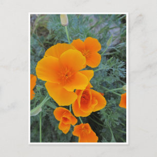 Postal Poppy de California