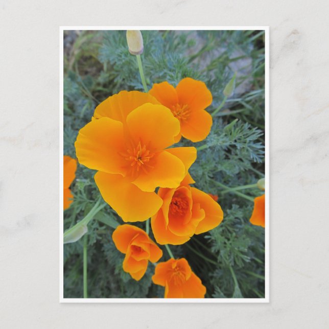 Postal Poppy de California (Anverso)