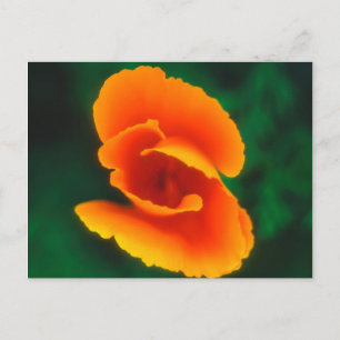 Postal Poppy de California
