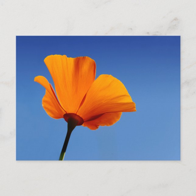 Postal Poppy de California (Anverso)