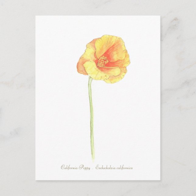 Postal Poppy de California (Anverso)