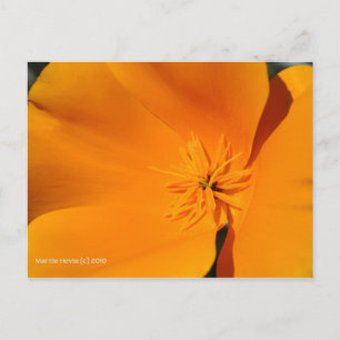 Postal Poppy de California