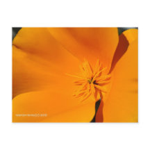 Poppy de California