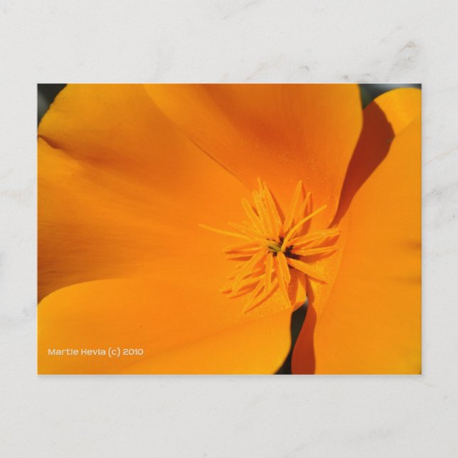 Postal Poppy de California (Anverso)