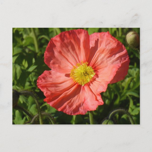 Postal Poppy de Islandia (Anverso)