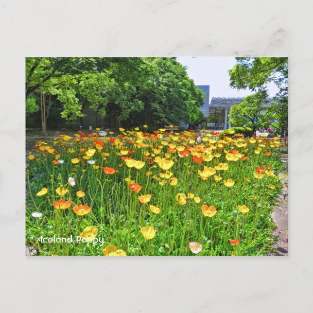 Postal Poppy de Islandia ポ ス カ ド (Anverso)