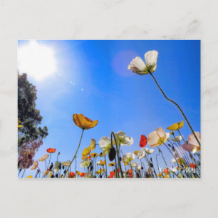 Postal Poppy de Islandia ポ ス カ ド