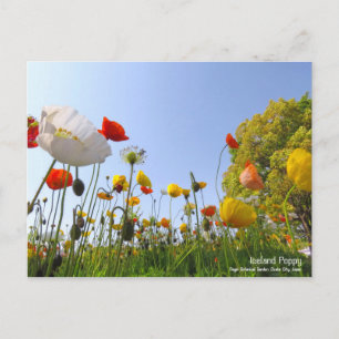 Postal Poppy de Islandia:Postcard