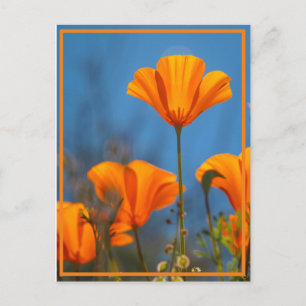 Postal Poppy feliz