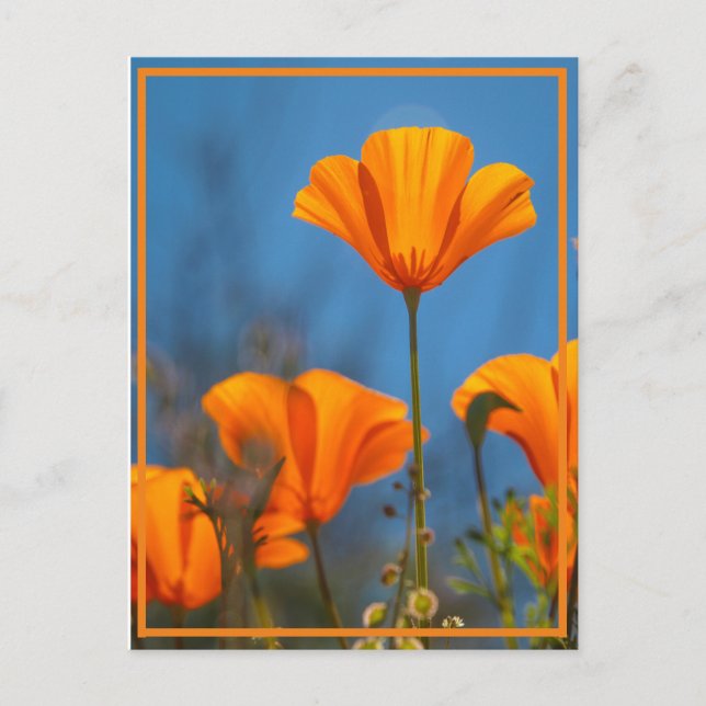 Postal Poppy feliz (Anverso)