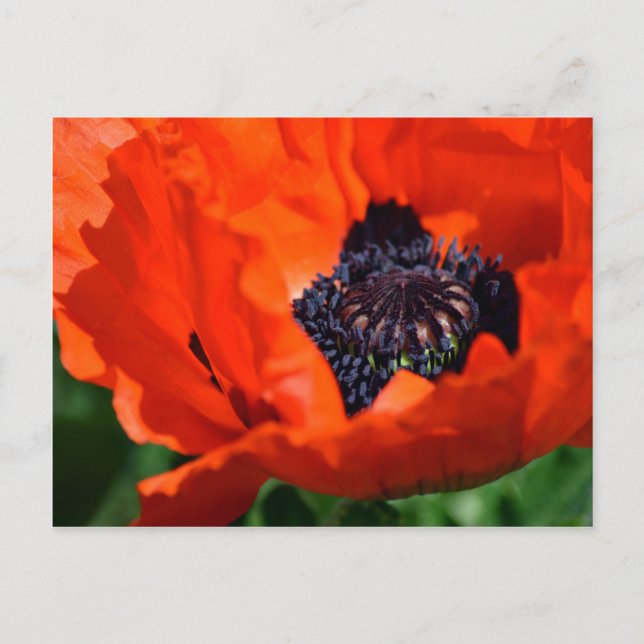 Postal Poppy Oriental (Anverso)